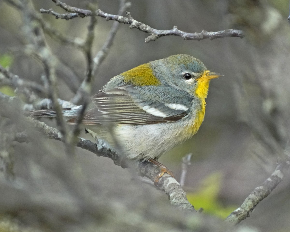 Northern Parula - ML645415450