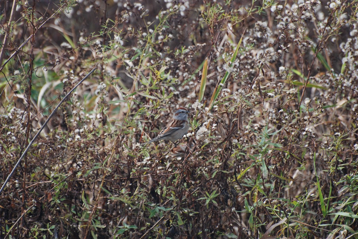 ムナフヒメドリ - ML645415454