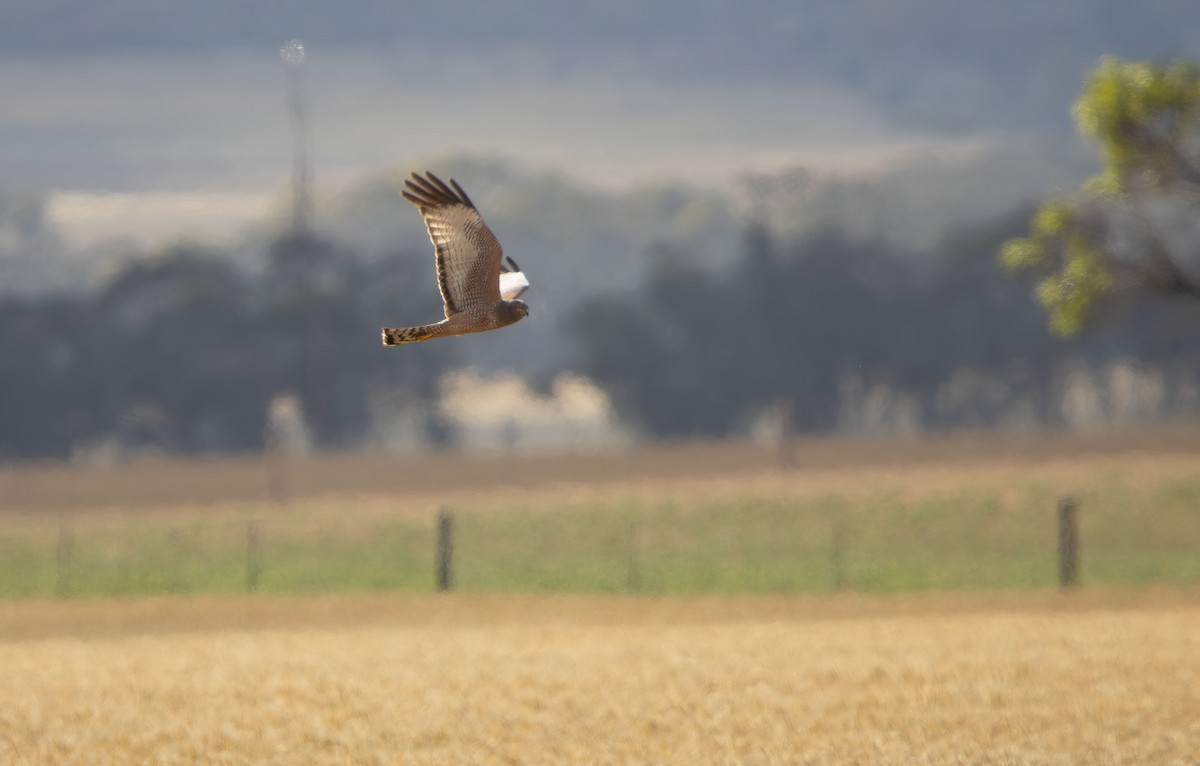 Spotted Harrier - ML645415455