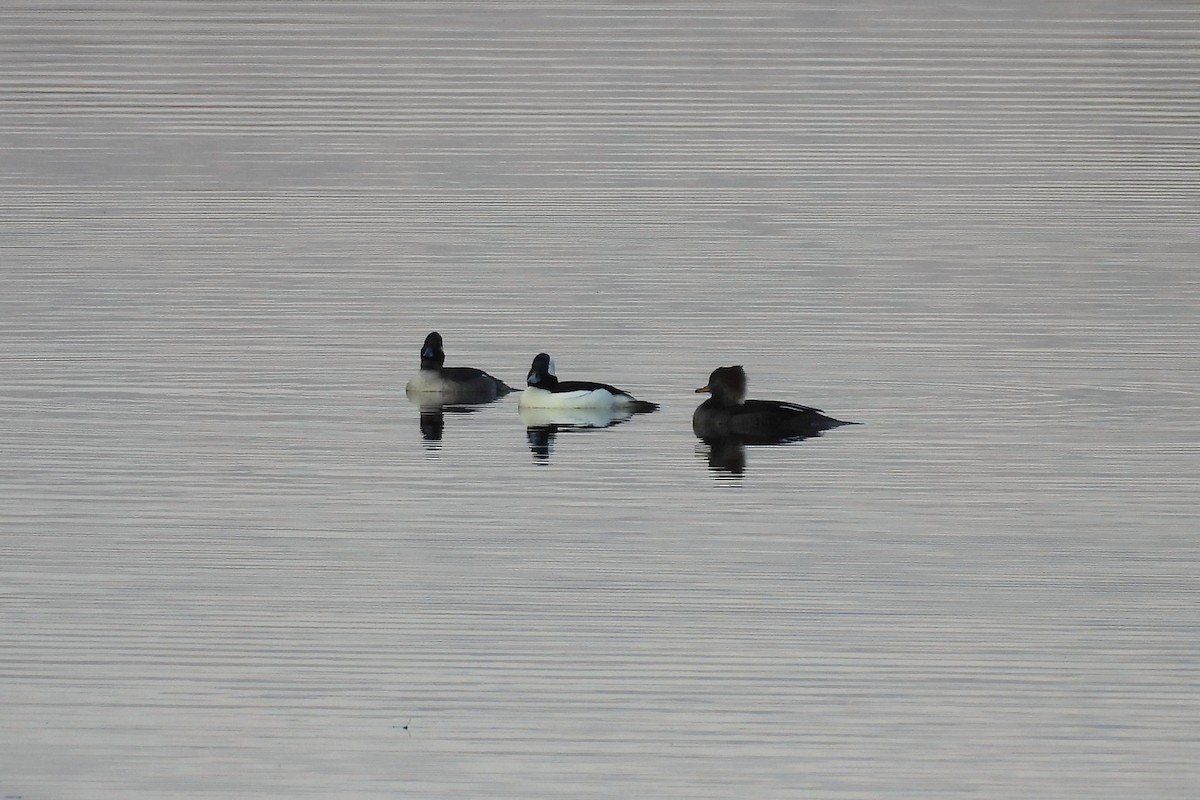 Bufflehead - ML645415456