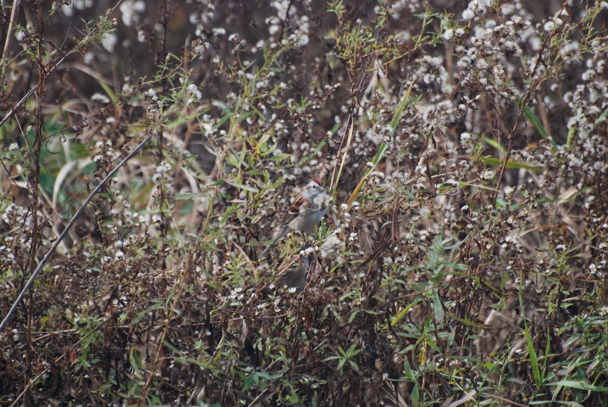 ムナフヒメドリ - ML645415457