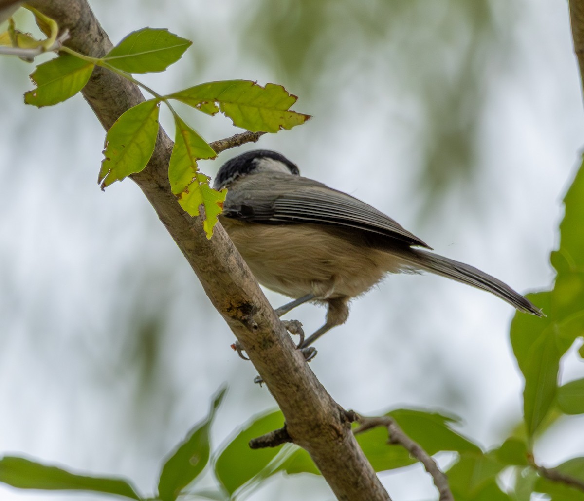 Carolina Chickadee - ML645415458