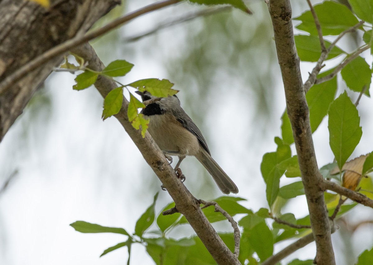 Carolina Chickadee - ML645415459