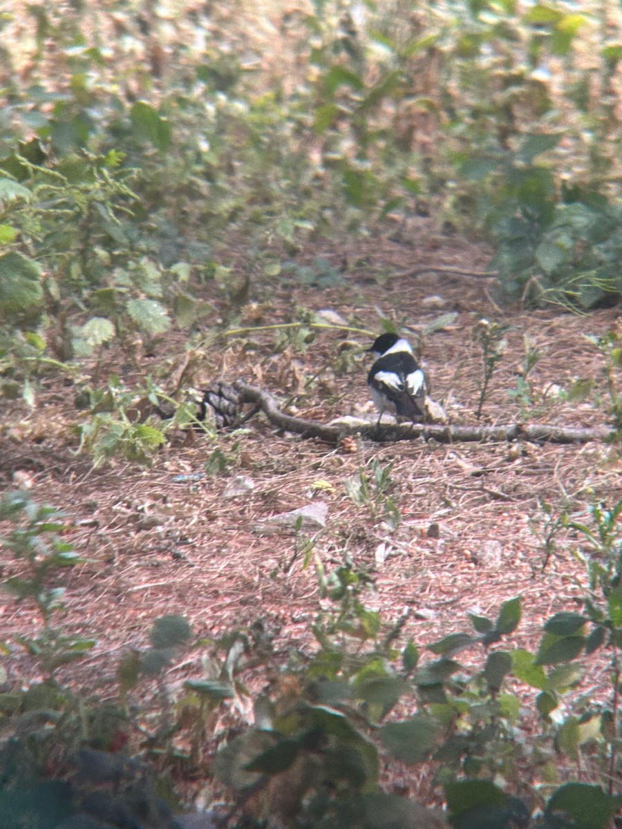 European Pied Flycatcher - ML645415461