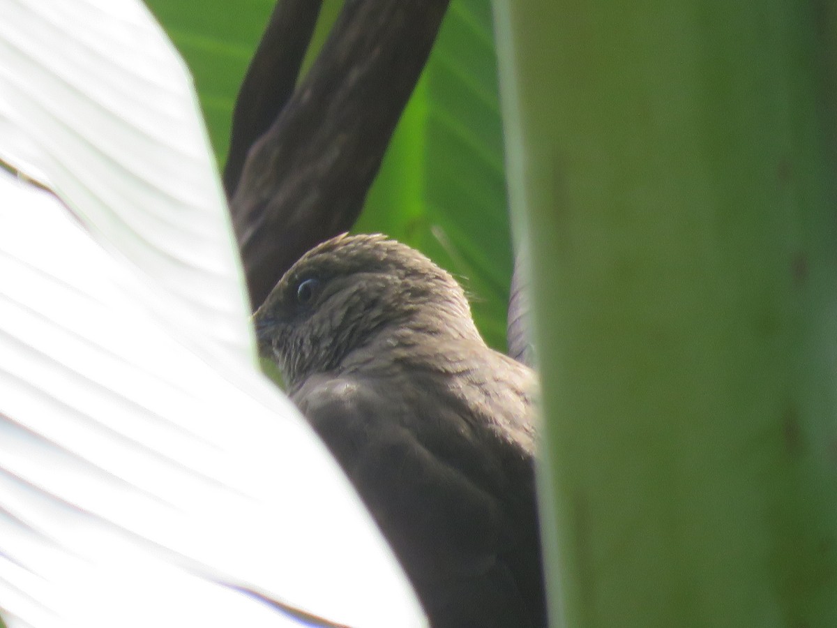 Zorzal Piquinegro - ML645415462