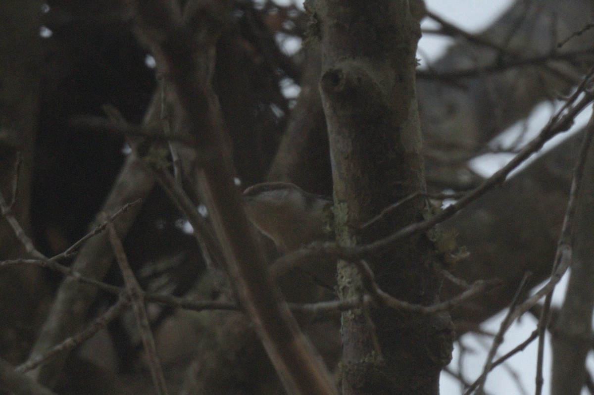 Sittelle à tête brune - ML645415464