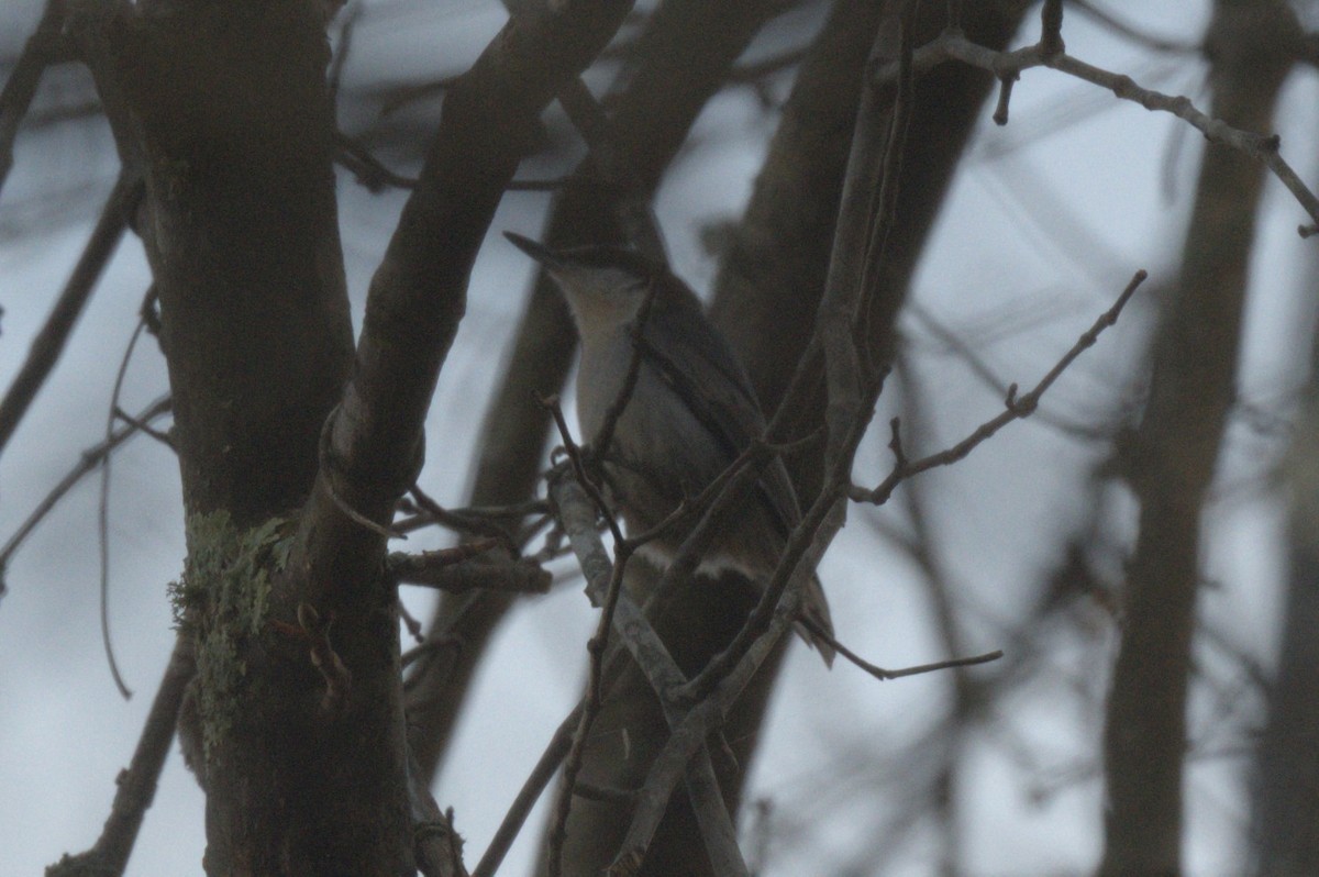 Sittelle à tête brune - ML645415465