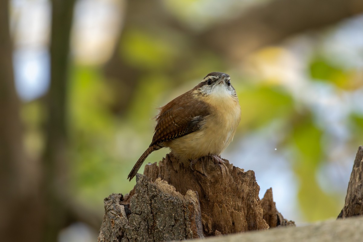 Carolina Wren - ML645415470