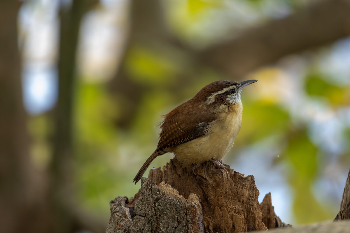 Carolina Wren - ML645415471