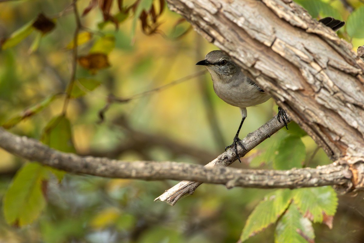 Northern Mockingbird - ML645415477