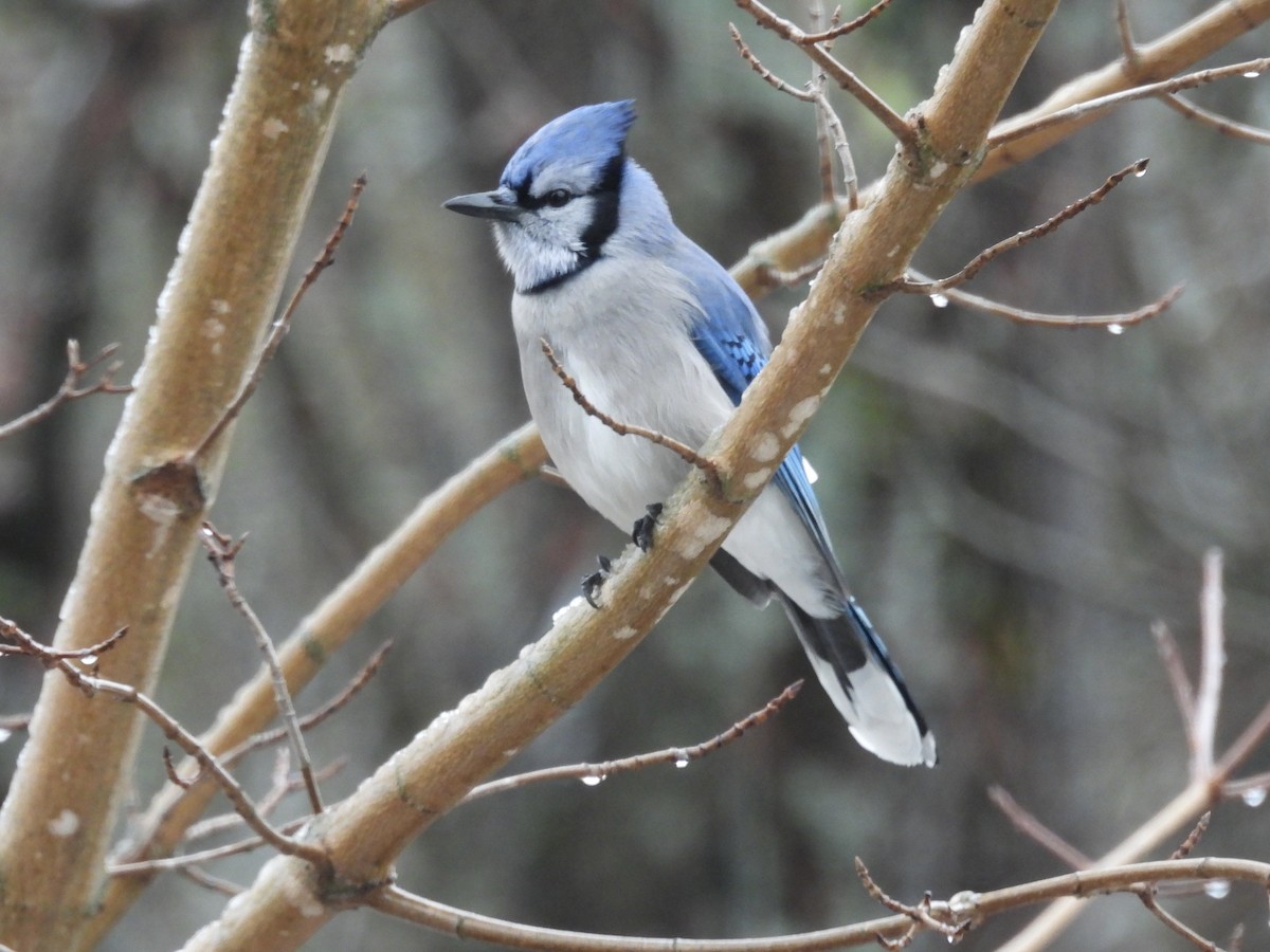 Blue Jay - ML645415478