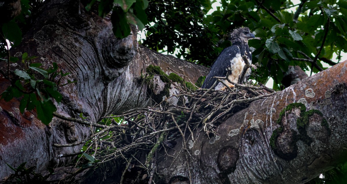 harpyje pralesní - ML645415480