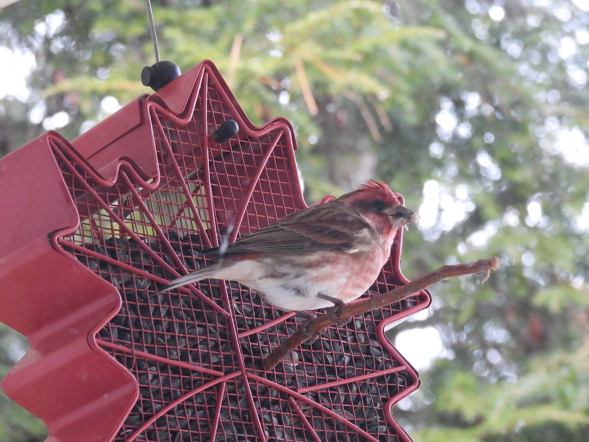 Purple Finch - ML645415491