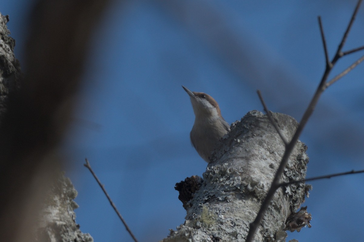 Sittelle à tête brune - ML645415499