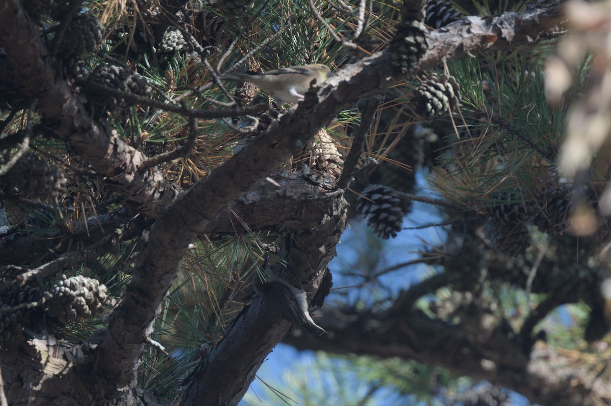 Sittelle à tête brune - ML645415507