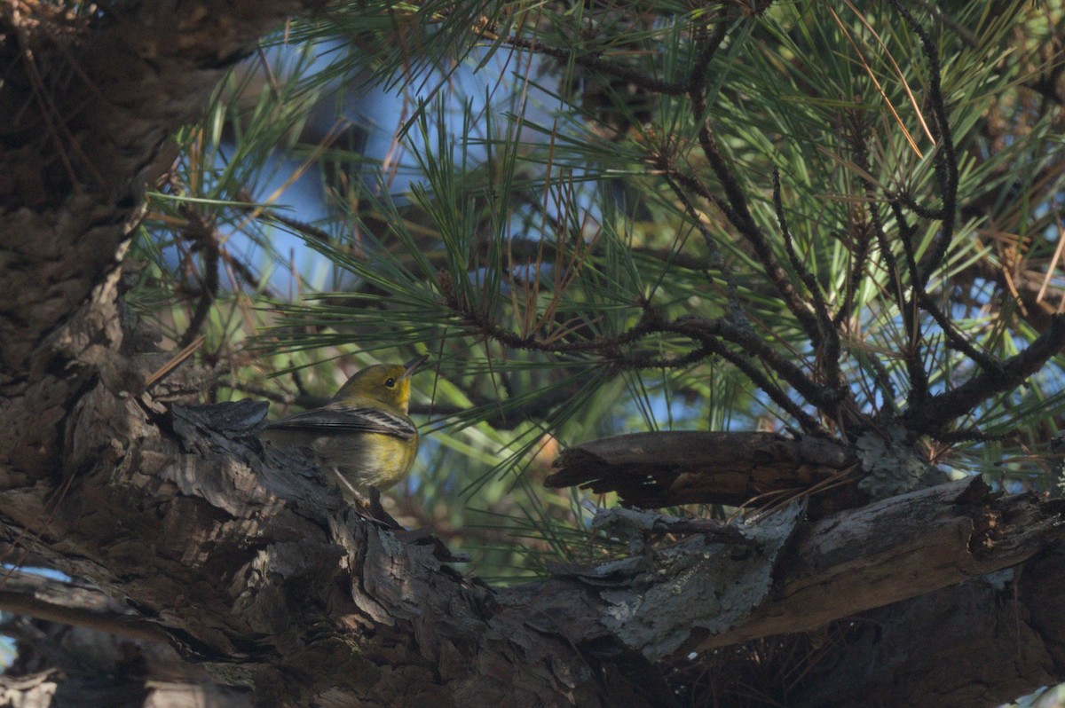 Pine Warbler - ML645415512