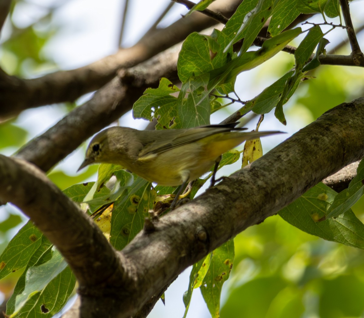 Orange-crowned Warbler - ML645415514