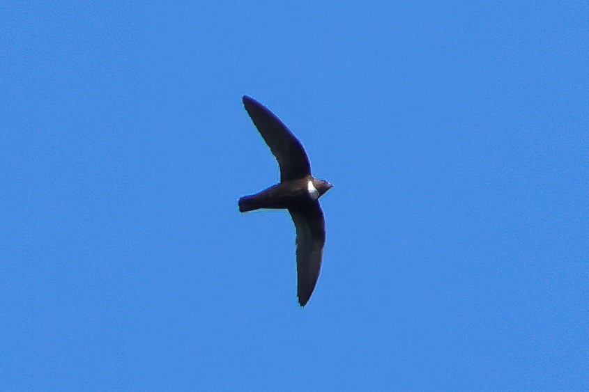 Biscutate Swift - ML645415520