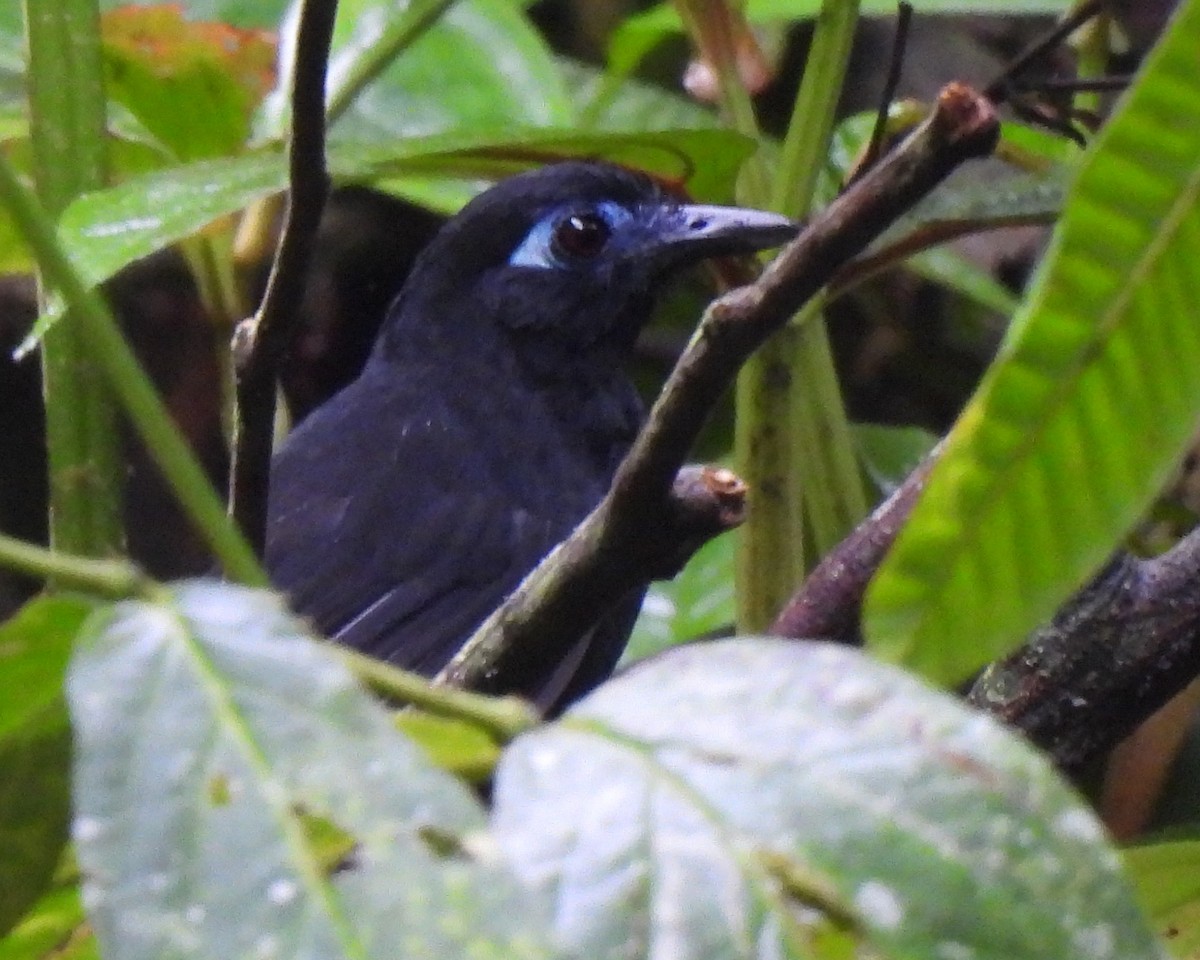 Zeledon's Antbird - ML645415524