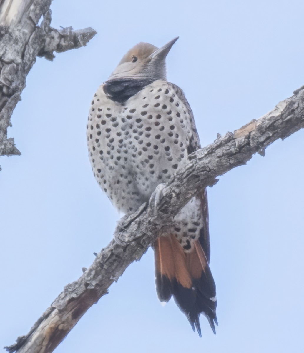 Northern Flicker - ML645415525