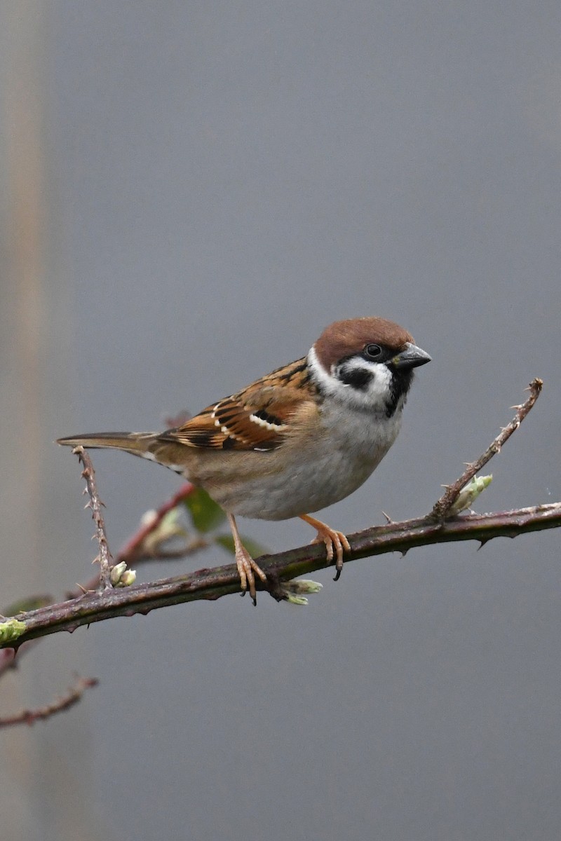 Ağaç Serçesi - ML645415532