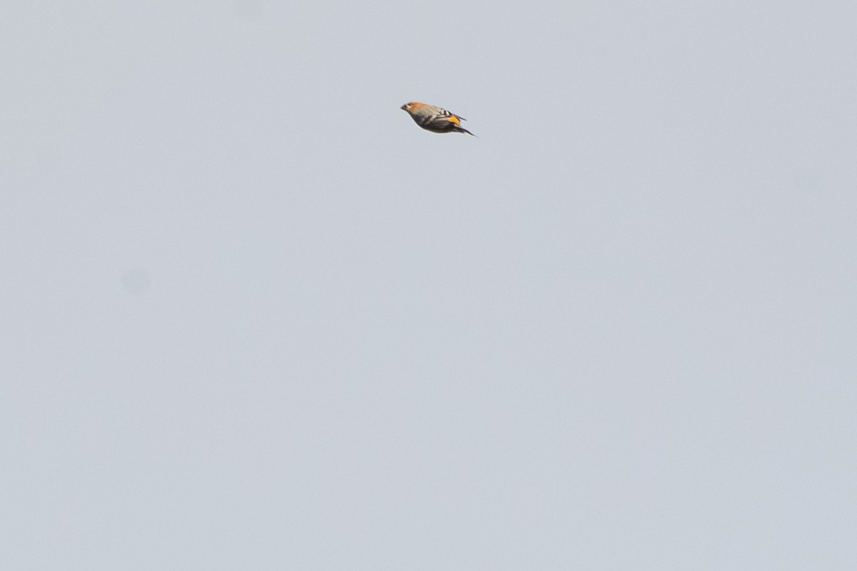 Pinu-gailupa - ML645415547