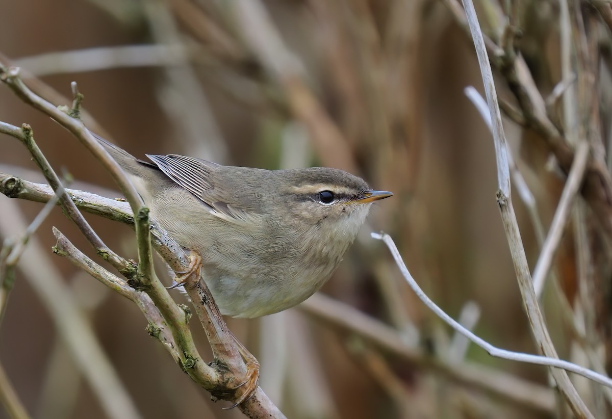 עלווית כהה - ML645415551