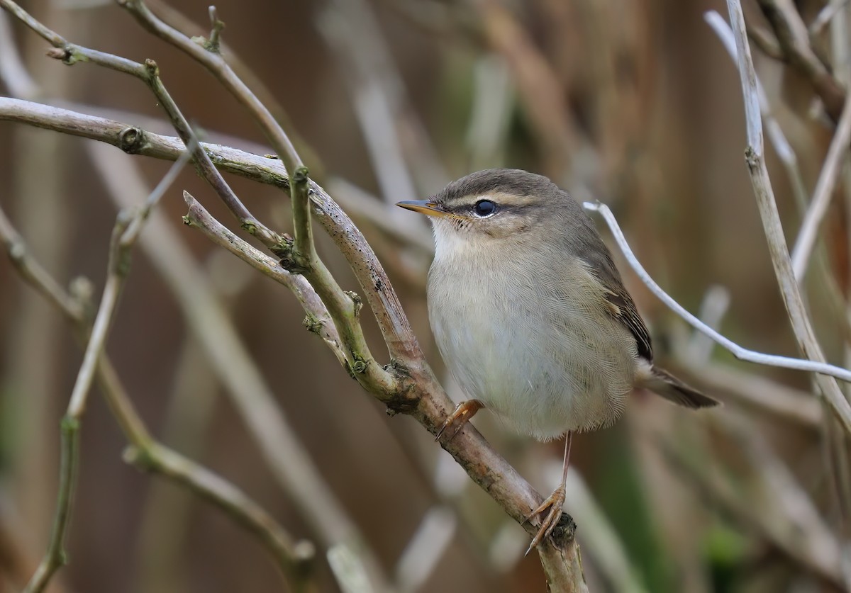 עלווית כהה - ML645415552