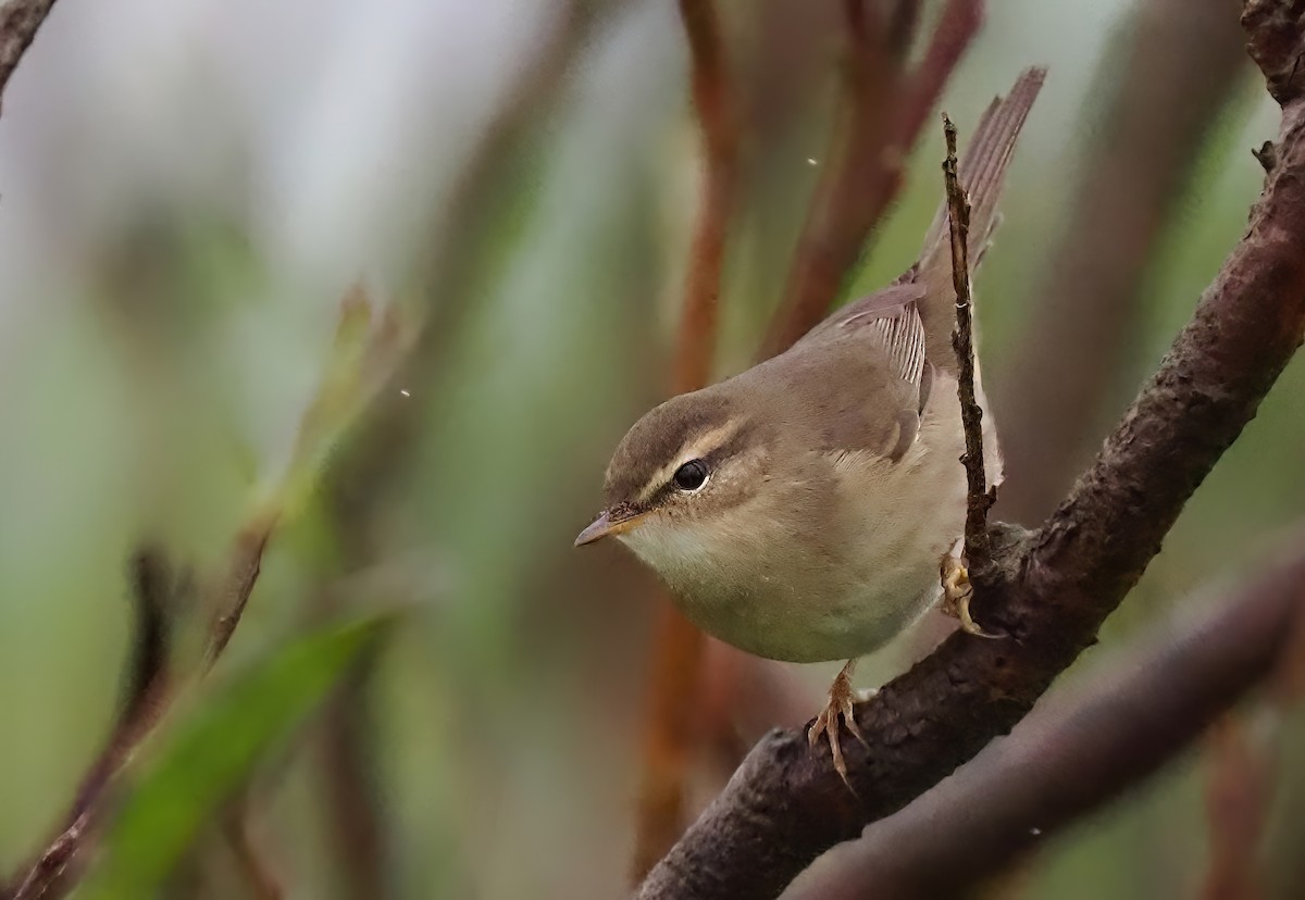 עלווית כהה - ML645415553