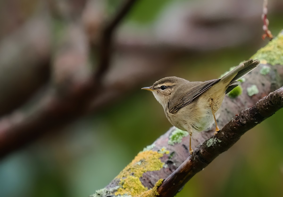 עלווית כהה - ML645415554