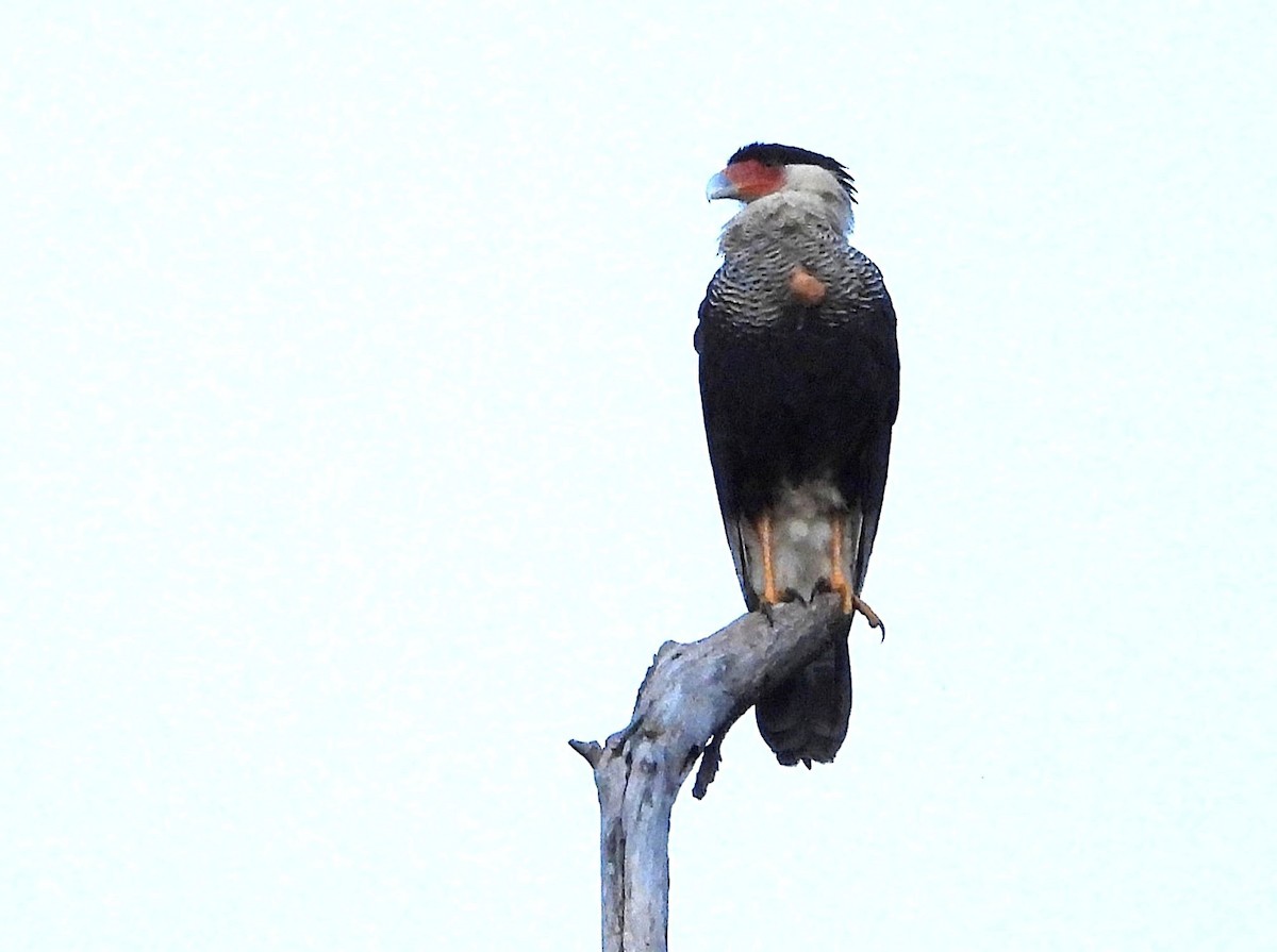 Crested Caracara (Northern) - ML645415561