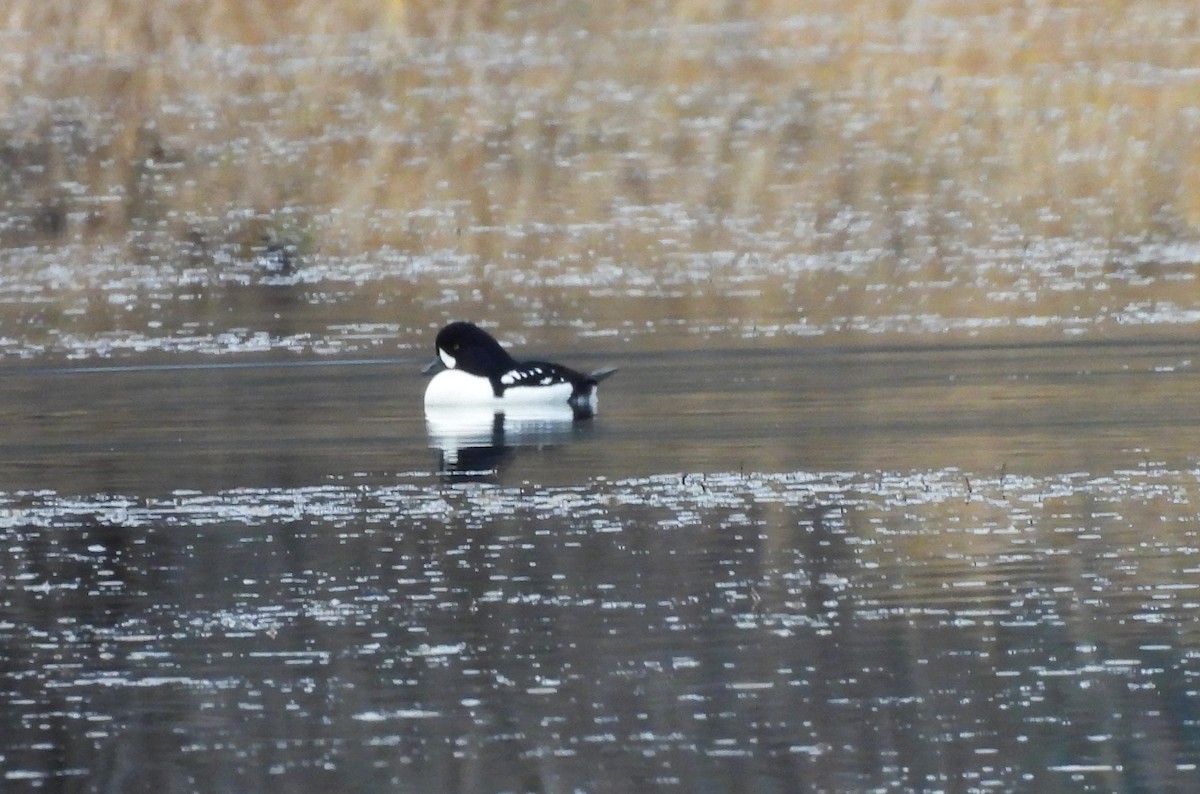 Murgilari islandiarra - ML645415572