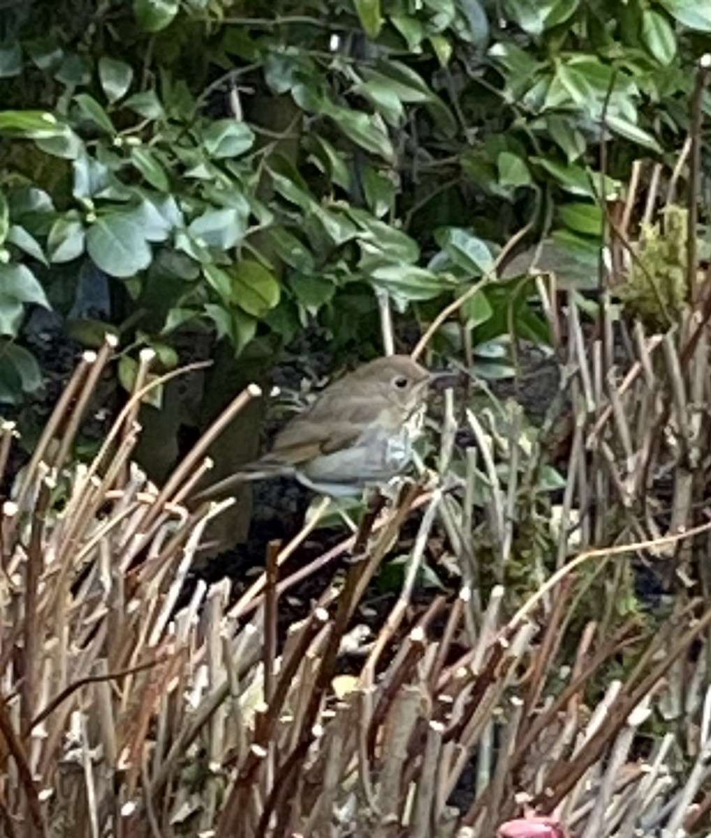 Дрізд-короткодзьоб плямистоволий - ML645415573