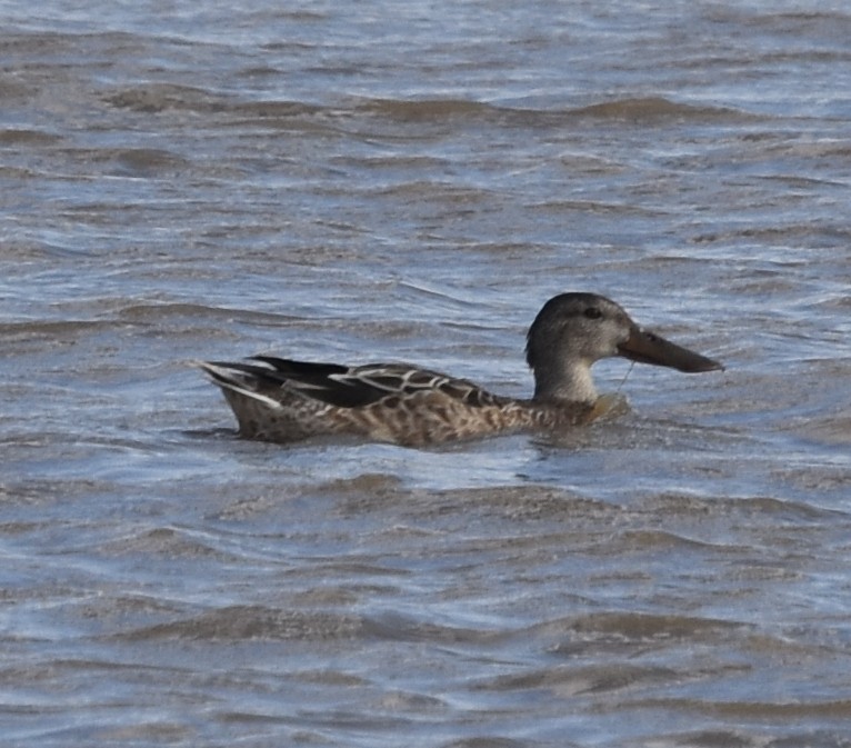 Northern Shoveler - ML645415576