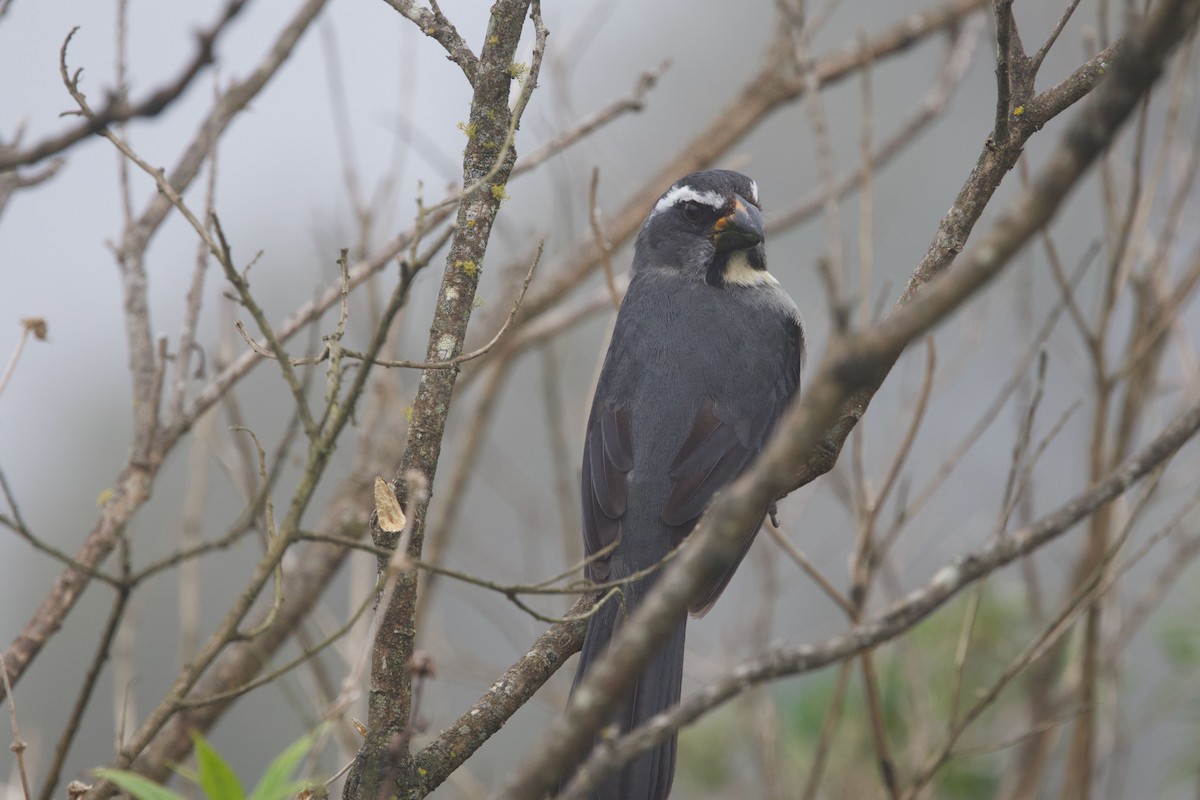 Thick-billed Saltator - ML645415580