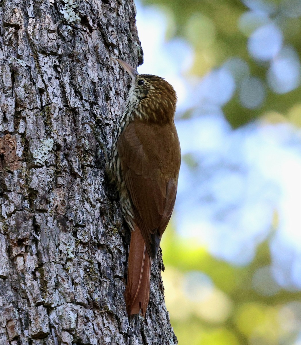 Scaled Woodcreeper - ML645415581