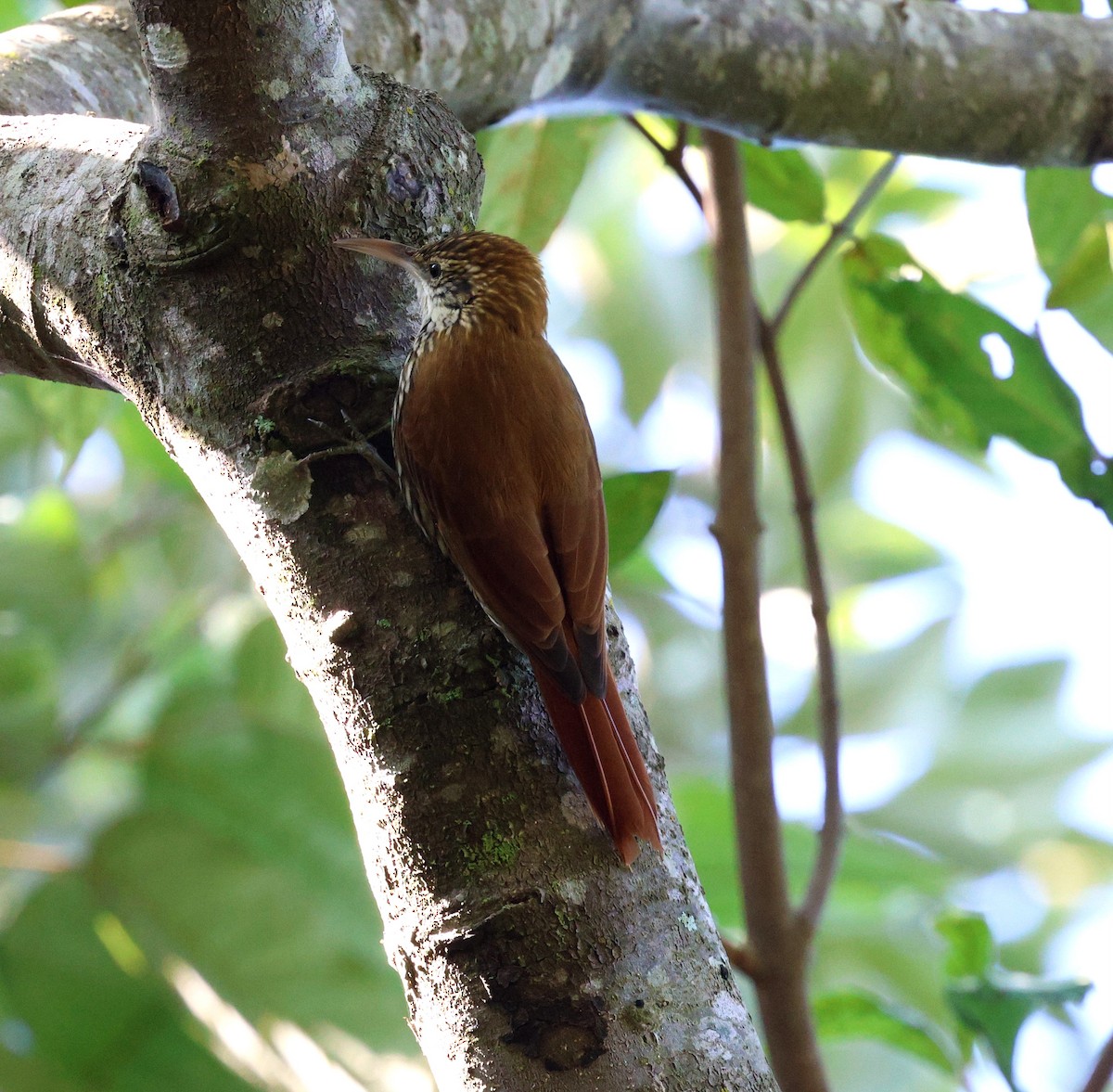 Scaled Woodcreeper - ML645415582