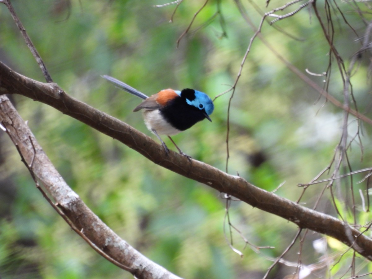 Maluro Elegante - ML645415585