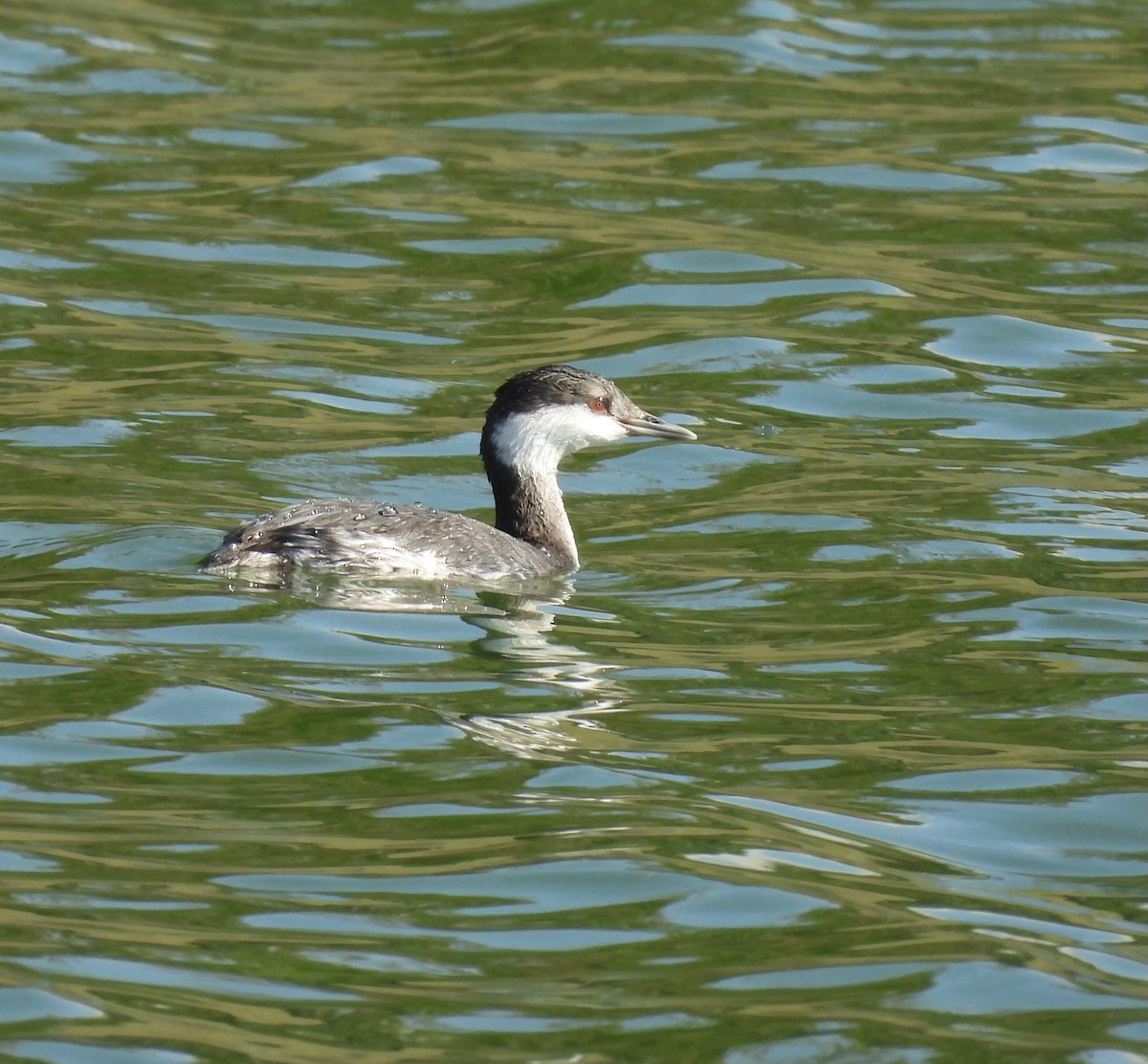 Txilinporta urrebelarria - ML645415586