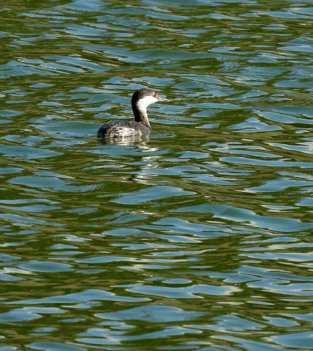 Txilinporta urrebelarria - ML645415587