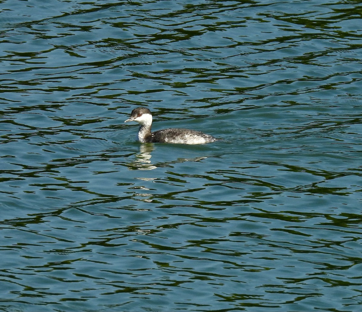 Txilinporta urrebelarria - ML645415588