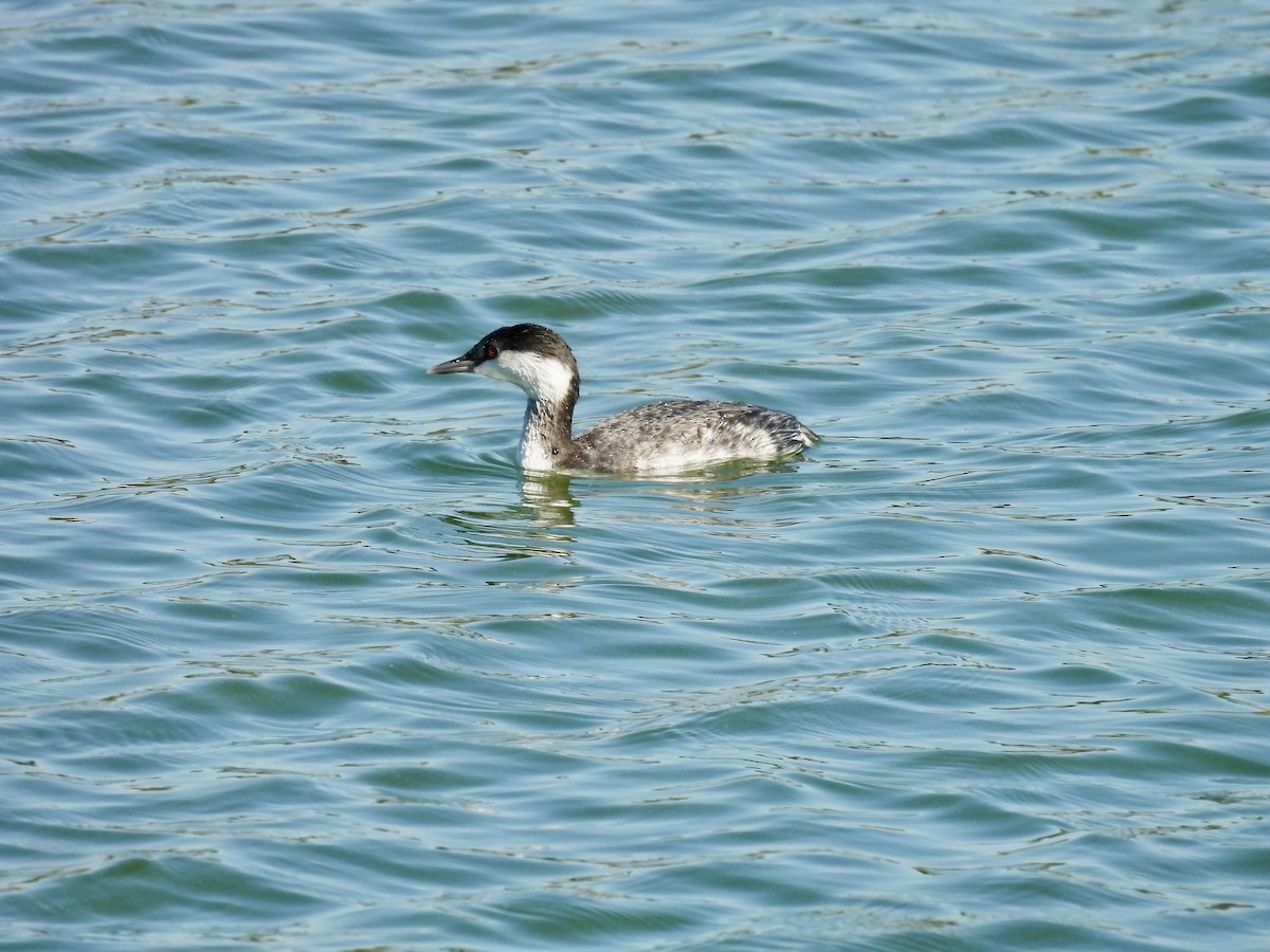 Txilinporta urrebelarria - ML645415589