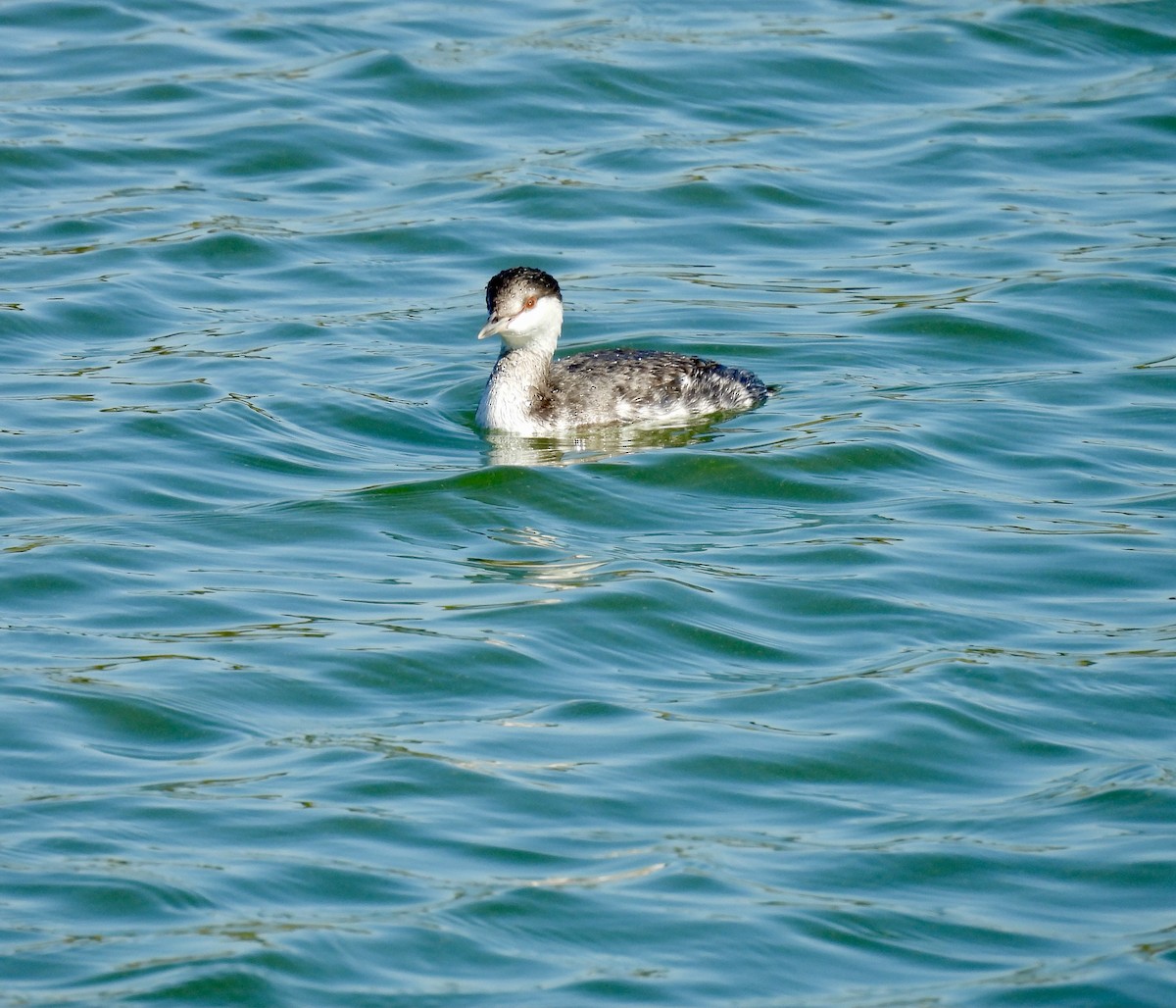 Txilinporta urrebelarria - ML645415590