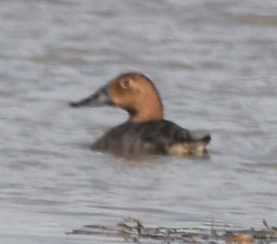 Canvasback - ML645415591