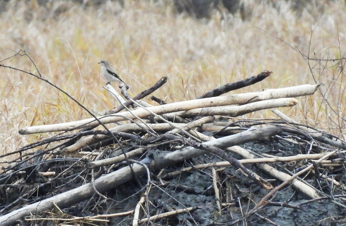Сорокопуд північний - ML645415598
