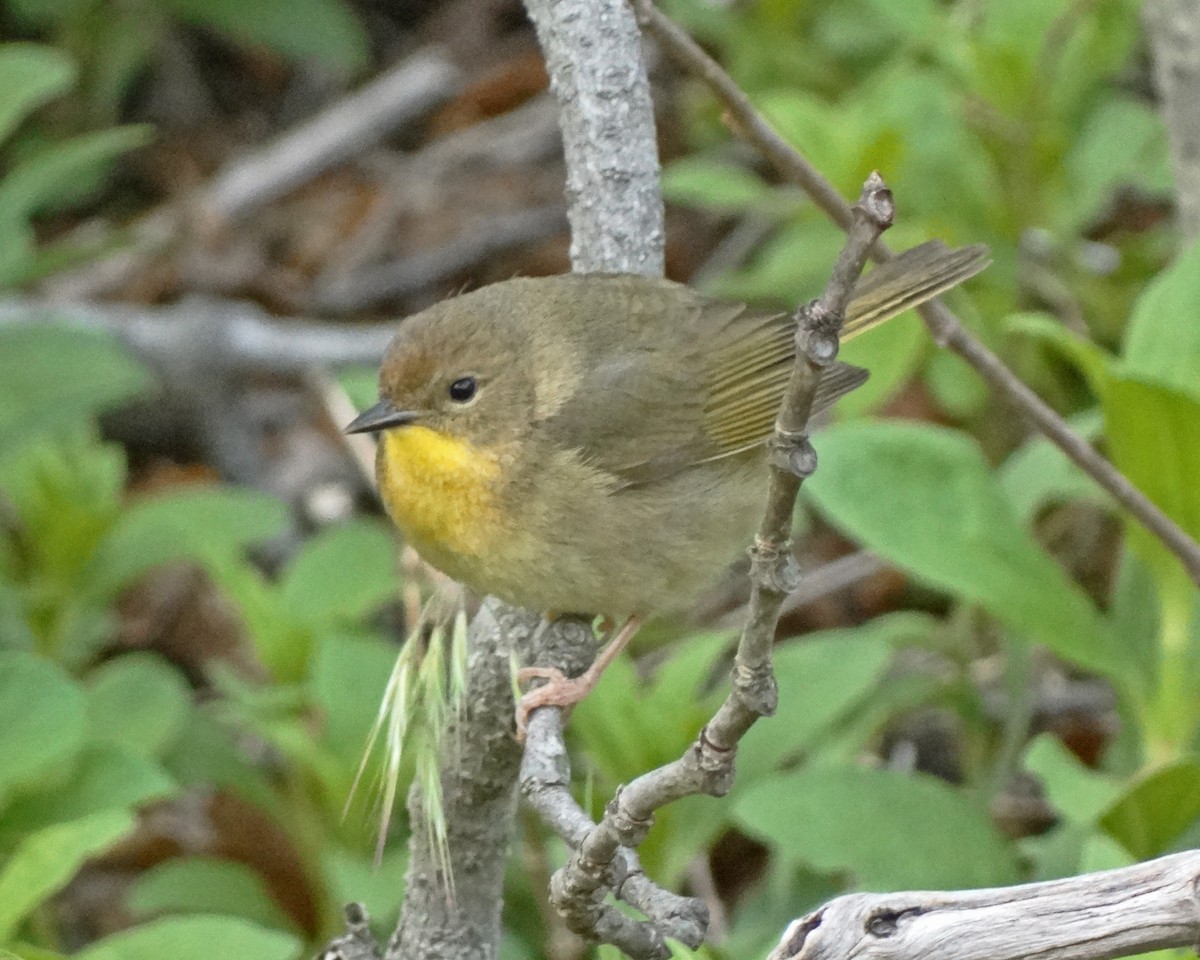 Common Yellowthroat - ML645415599