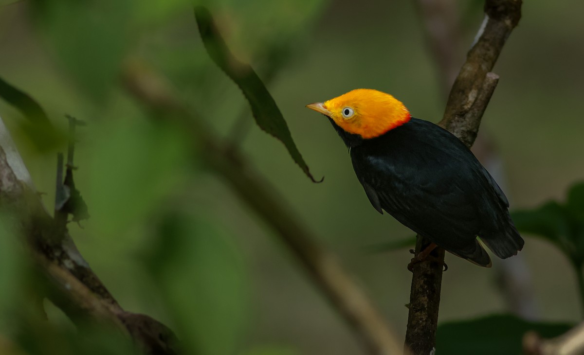 Golden-headed Manakin - ML645415602
