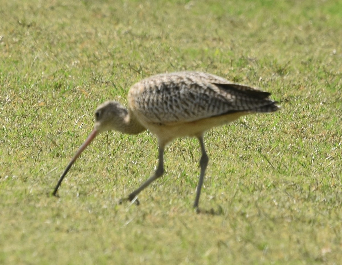 Long-billed Curlew - ML645415606