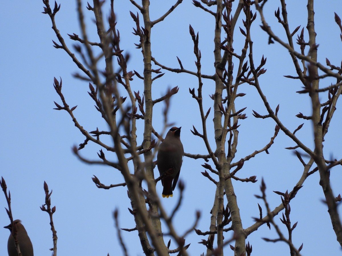 Bohemian Waxwing - ML645415612