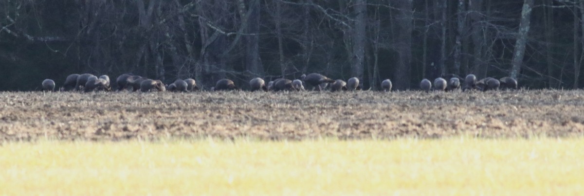 シチメンチョウ - ML645415615